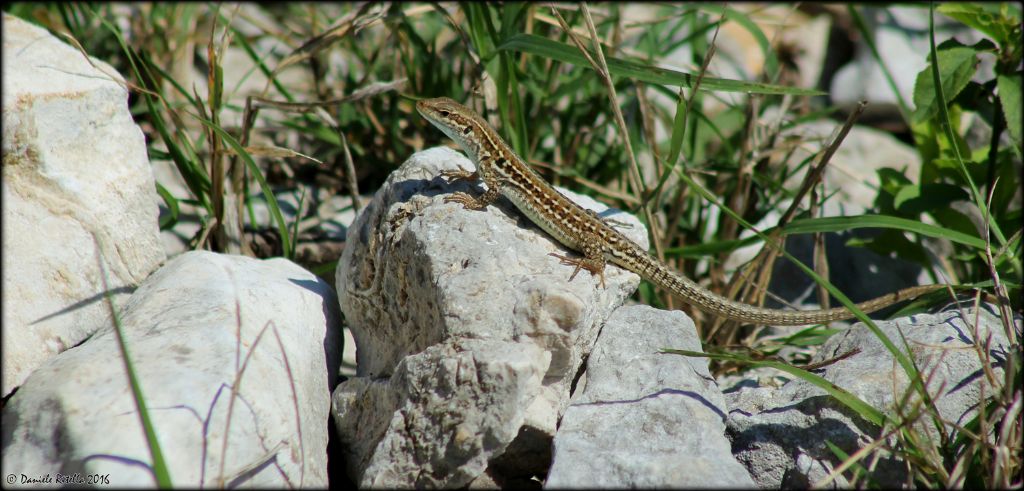 Qualche giovane di Podarcis siculus campestris!!!